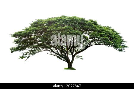 Bäume, die isoliert auf weißem Hintergrund Stockfoto