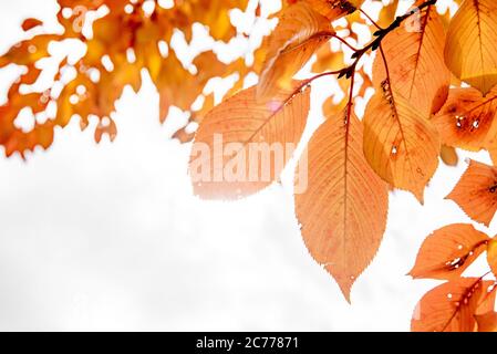 Hintergrund Gruppe Herbst orange Blätter. Herbst Hintergrund orange Herbstblätter. Stockfoto