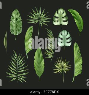 Realistische bunte tropische Monstera, Bananenpalmen Blätter und Monstera Vektor-Set. Jungle botanische Sommer Kollektion. Exotische grüne Natur Tapete. Stock Vektor