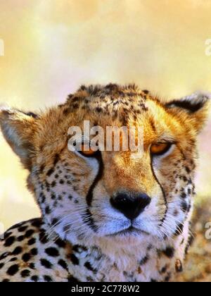 Nahaufnahme Porträt eines schönen wilden Cheetah Cat. Stockfoto
