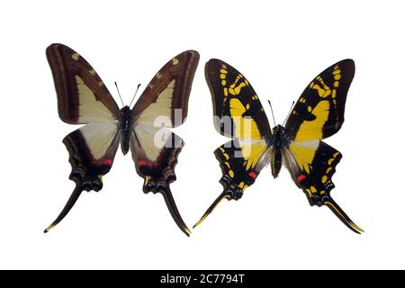 Exotische Insekten (Schmetterlinge, Käfer, Spinnen, Skorpione) isoliert auf weißem Hintergrund. Zwei schöne exotische Schmetterlinge isoliert auf einem weißen Hintergroun Stockfoto