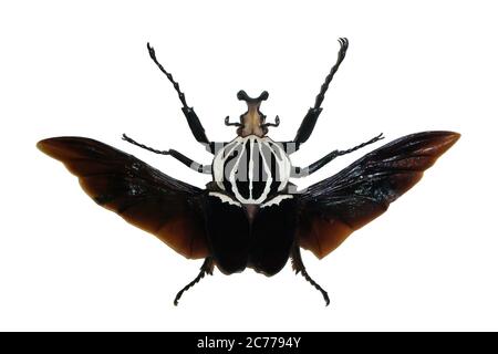 Exotische Insekten (Schmetterlinge, Käfer, Spinnen, Skorpione) isoliert auf weißem Hintergrund. Große exotische Hartschalenkäfer isoliert auf weißem Hintergrund Stockfoto