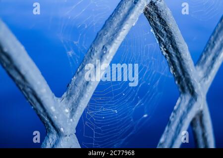 Spinne auf einem Netz Nahaufnahme. Eine Spinne sitzt auf einem Netz und wartet auf ein Opfer Stockfoto