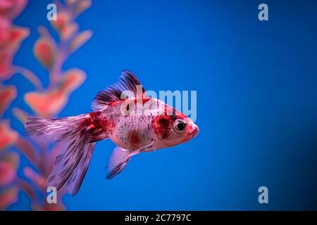Leuchtend rote Aquarienfische Carassius auratus schwimmen im blauen Wasser zwischen den Algen. Unterwasseraufnahmen, weicher Fokus Stockfoto