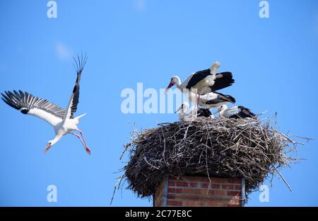 14. Juli 2020, Brandenburg, Potsdam/OT Fahrland: Einer der erwachsenen Vögel fliegt aus seinem Nest im Garten eines Hauses in der Priesterstraße auf Nahrungssuche. Foto: Soeren Sache/dpa-Zentralbild/ZB Stockfoto