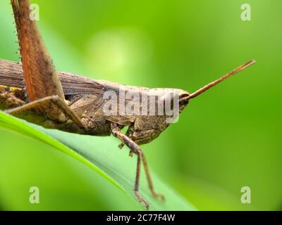 Nahaufnahme von Grasshopper gegen grünen Hintergrund. Insekten in Makroansicht. Stockfoto