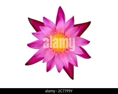 Ansicht von oben lila Lotus und gelben Pollen, auf weißem Hintergrund Stockfoto