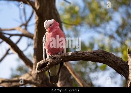 Ein GALAH oder rosenreihiger Cockatoo in einem Baum Stockfoto