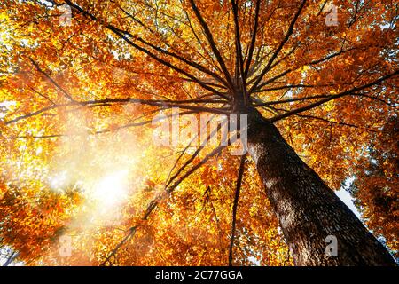 Herbstkonzept. Top Baum mit Herbstblättern von unten geschossen und Sonnenlicht. Stockfoto