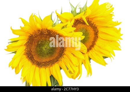 Zwei blühende Sonnenblumen auf weißem Hintergrund Stockfoto