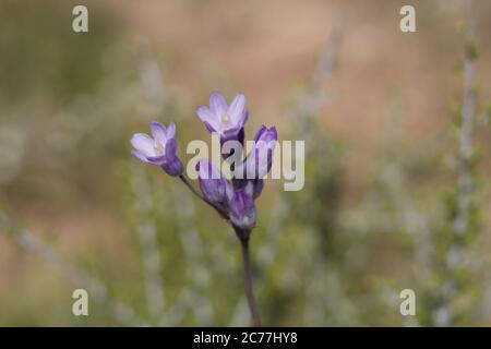 Blüte der wilden Hyazinthe, Dichelostemma Capitatum, gebürtige krautige Mehrjährige in Pioneerstadt Mountains Preserve, Southern Mojave Desert, Frühling. Stockfoto