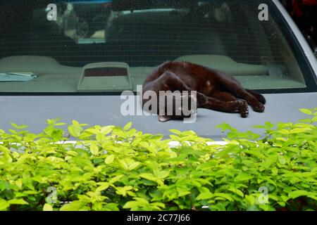 Eine nette gekerbte Ohr schwarze Katze entspannen, indem er auf dem Rücken auf Kofferraumdeckel von Limousine Auto auf dem Parkplatz liegen Stockfoto