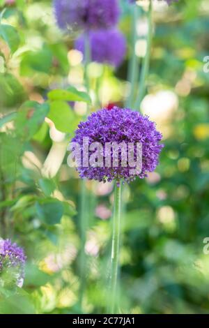 Allium Ambassador Blume in einem englischen Garten. GROSSBRITANNIEN Stockfoto