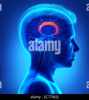 3d-Darstellung medizinisch akkurate Darstellung der Hirnanatomie Stockfoto