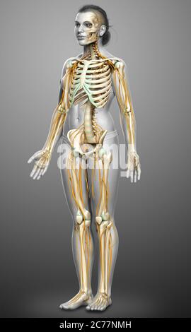 3d-Darstellung medizinisch akkurate Darstellung eines weiblichen Nervensystems und Skelettsystem Stockfoto