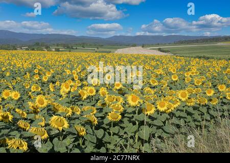 Sonnenblumen im Elsass in Frankreich Stockfoto