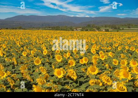 Sonnenblumen im Elsass in Frankreich Stockfoto