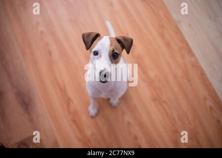 Welpen sitzen auf Holzboden zu Hause Stockfoto