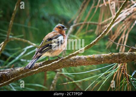 Gemeine Chaffinch Fringilla coelebs auf Branch Cabanas Gailcia Spanien thront Stockfoto