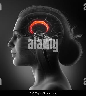 3d-Darstellung medizinisch akkurate Darstellung der Hirnanatomie Stockfoto