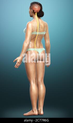 3d-Darstellung medizinisch genaue Darstellung des Gehirns Stockfoto