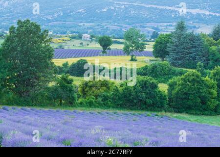 Lavendelfelder in der Nähe von Sault , Provence , in Frankreich Stockfoto