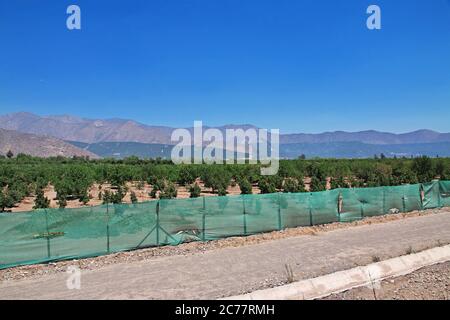 Der Blick auf den Weingarten in Anden, Chile Stockfoto