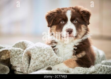 Australian Shepherd. Welpen liegen auf einer Decke. Deutschland Stockfoto