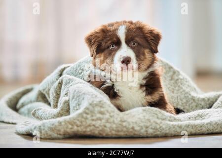 Australian Shepherd. Welpen liegen auf einer Decke. Deutschland Stockfoto