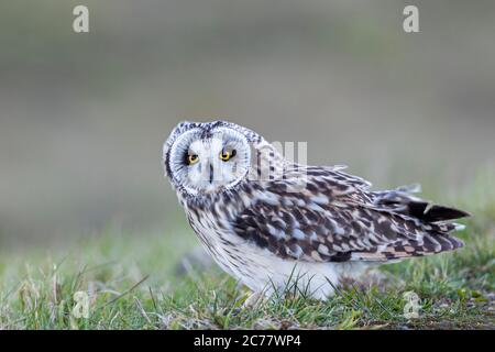 Kurzohrige Eulen (Asio flammeus). Erwachsener, der im Gras steht. Deutschland Stockfoto