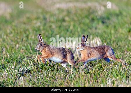 Europäischer Hase (Lepus europaeus). Männchen jagen Weibchen in der Brutzeit in Sping. Deutschland Stockfoto