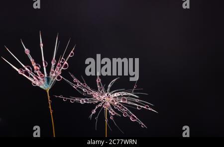 Natur im Detail, Löwenzahn-Blumensamen Nahaufnahme mit Taupen auf schwarzem Hintergrund mit Kopierraum Stockfoto