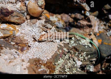 Eine braune Eidechse mit einem grünen Schwanz sitzt auf einem warmen Stein in der Sonne. Stockfoto