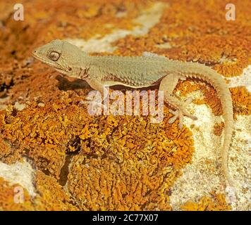 Maurischer Wandgecko (Tarentola mauritanica) auf Flechten-bedeckten Wand. Spanien Stockfoto