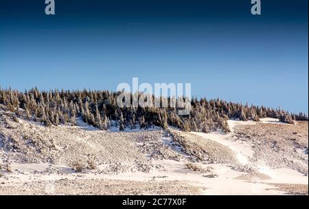 Firs im Winter, Regionale Naturpark der Vulkane d'Auvergne, Cezallier, Puy de Dome, Frankreich, Europa Stockfoto