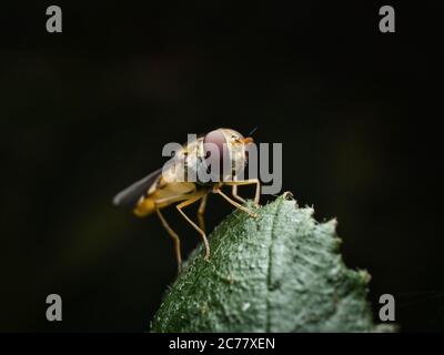 Hoverfly in einer ganz nahaufnahme Makro vor schwarzem Hintergrund Stockfoto
