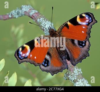 Europäischer Pfau (Aglais io). Neu aufgetauchte Schmetterling auf einem Zweig. Sequenz: 5 von 5 Stockfoto