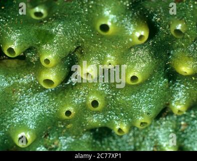 Breadcrumb Schwamm (Halichondria panicea) auf einer Felswand in der Gezeitenzone, Nordsee. Detail: Maßstab 3: . Stockfoto