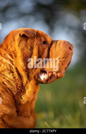 Chinesischer Shar-Pei. Porträt eines erwachsenen Hundes. Deutschland Stockfoto