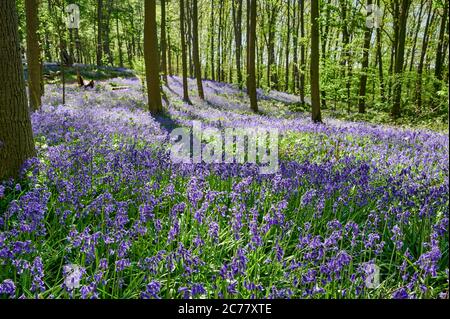 Englische Bluebell (Hyacinthoides nonscripta) blühend im Wald, bei Hueckelhoven, Heinsberg, Nordrhein-Westfalen, Deutschland (das einzige natürliche Vorkommen in Deutschland) Stockfoto