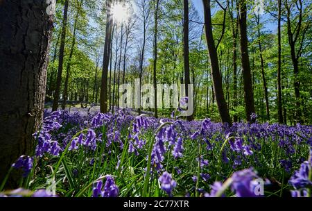 Englische Bluebell (Hyacinthoides nonscripta) blühend im Wald, bei Hueckelhoven, Heinsberg, Nordrhein-Westfalen, Deutschland (das einzige natürliche Vorkommen in Deutschland) Stockfoto