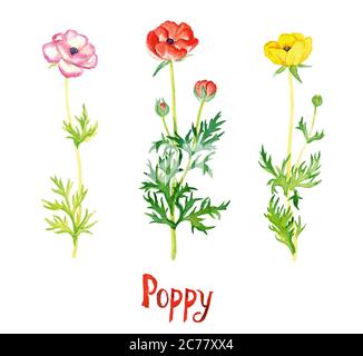 Wild rosa, rot und gelb Mohnblumen Sammlung isoliert auf weiß handbemalte Aquarell-Illustration mit handgeschriebener Inschrift Stockfoto