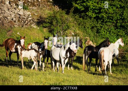 American Paint Horse. Herde auf einer Weide. Frankreich Stockfoto