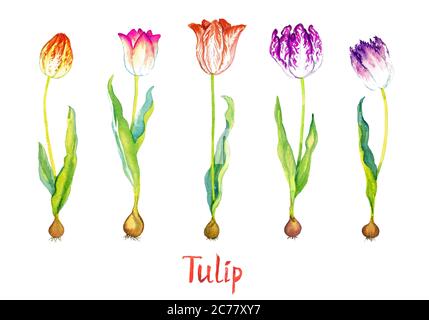 Tulpen Kollektion leuchtend rot, rosa und lila gestreiften Blumen isoliert auf weiß handbemalte Aquarell-Illustration mit handgeschriebener Inschrift Stockfoto