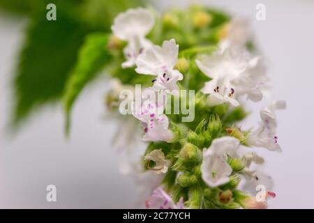 Makro-abstrakte Ansicht von winzigen weißen und rosa Blüten auf einem Zweig von Katzenschnipse (nepeta cataria), auf weißem Hintergrund Stockfoto