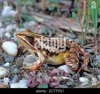 Agiler Frosch (Rana dalmatina). Erwachsene sitzen auf trockenem Teichboden. Die extrem langen Hinterbeine sind deutlich sichtbar. Österreich Stockfoto