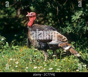 Wilde Türkei (Meleagris galopavo) auf einer Wiese, gefangen Stockfoto