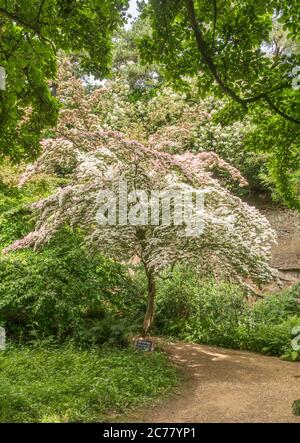 Chinesischer Dogwood, Cornus Kousa, blühendin Belsay Hall Estate, Northumberland, England, Großbritannien Stockfoto