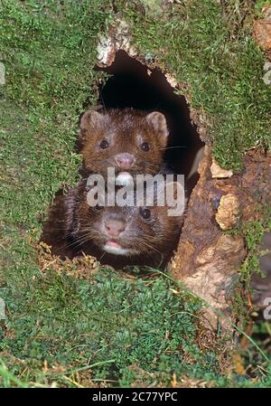 American Mink (Mustela vison). Ein Paar schaut aus einer Mulde in einem moosbedeckten Baumstamm. Deutschland Stockfoto