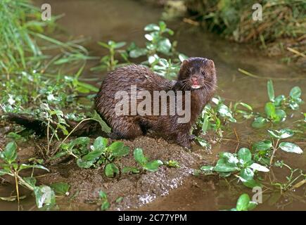 American Mink (Mustela vison). Erwachsene auf Nahrungssuche neben einem Bach Stockfoto